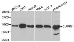 Western blot analysis of extracts of various cell lines using CIAPIN1 antibody