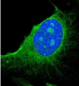 Immunocytochemistry/Immunofluorescence: PGRMC1 Antibody [NBP1-83220] - Staining of human cell line U-251 MG shows positivity in nucleoli & endoplasmic reticulum. Antibody staining is shown in green.