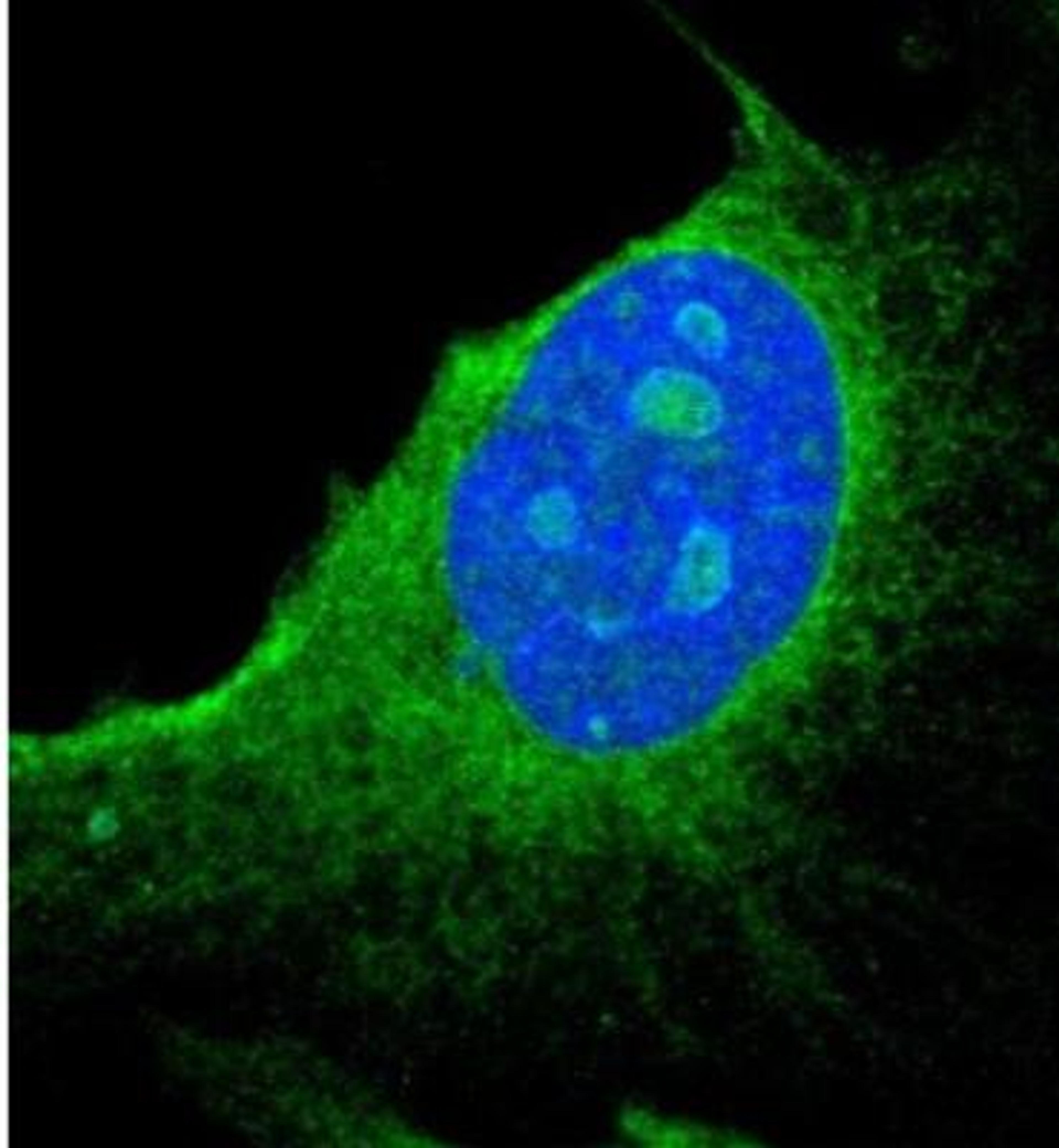 Immunocytochemistry/Immunofluorescence: PGRMC1 Antibody [NBP1-83220] - Staining of human cell line U-251 MG shows positivity in nucleoli & endoplasmic reticulum. Antibody staining is shown in green.