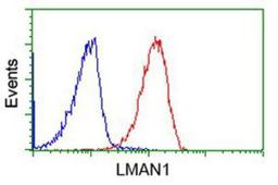 Flow Cytometry: LMAN1 Antibody (1A8) [NBP2-03381] - Analysis of Jurkat cells, using anti-LMAN1 antibody, (Red), compared to a nonspecific negative control antibody (Blue).