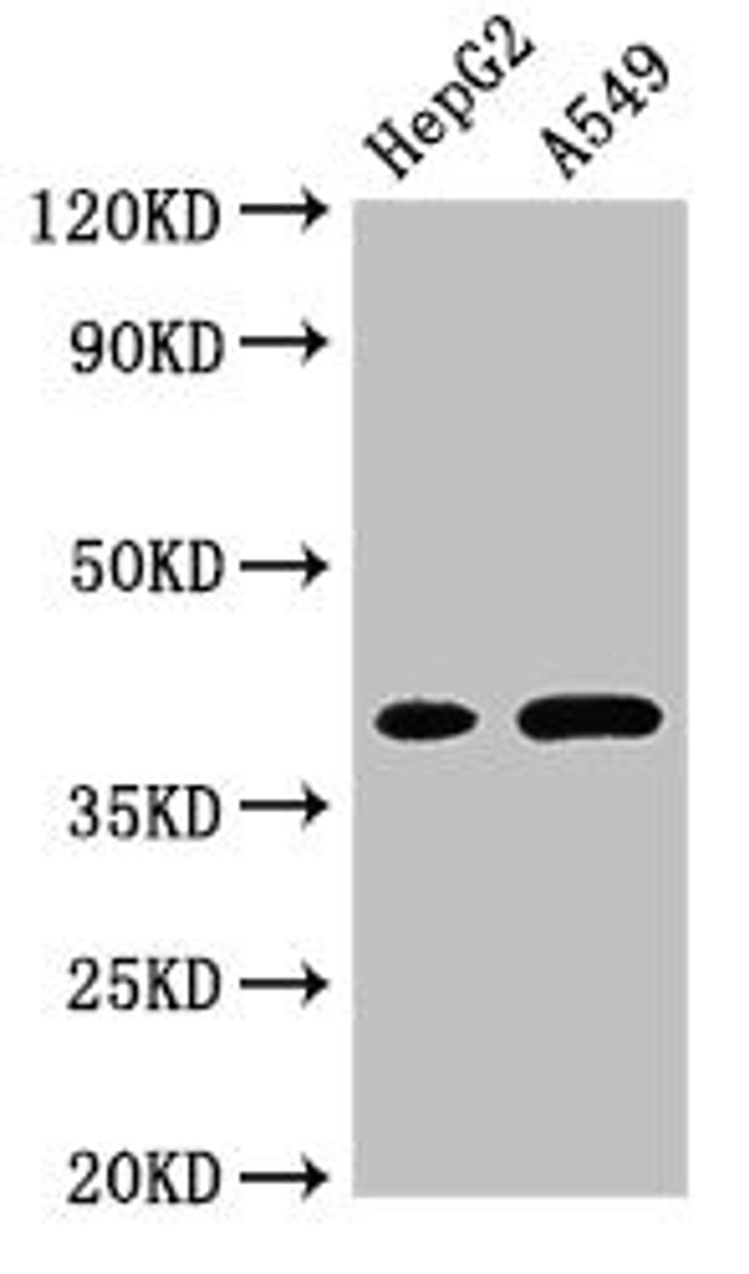 Western Blot. Positive WB detected in: HepG2 whole cell lysate, A549 whole cell lysate. All lanes: FOXI1 antibody at 3µg/ml. Secondary. Goat polyclonal to rabbit IgG at 1/50000 dilution. Predicted band size: 41, 31 kDa. Observed band size: 41 kDa