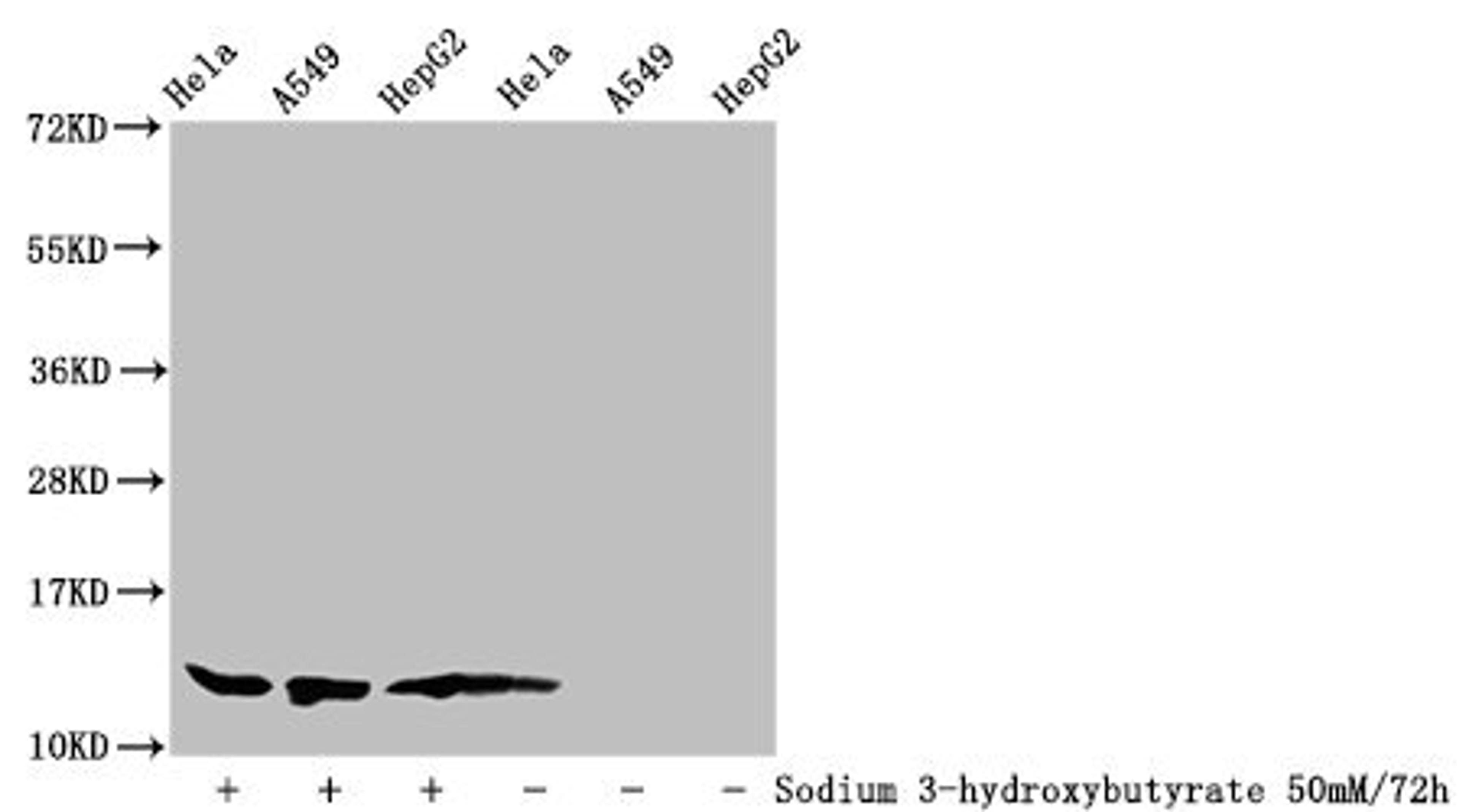Western Blot. Detected samples: Hela whole cell lysate, A549 whole cell lysate, HepG2 whole cell lysate; Untreated (-) or treated (+) with 50mM Sodium 3-hydroxybutyrate for 72h. All lanes: HIST1H4A antibody at 1:100. Secondary. Goat polyclonal to rabbit IgG at 1/50000 dilution. Predicted band size: 12 kDa. Observed band size: 12 kDa