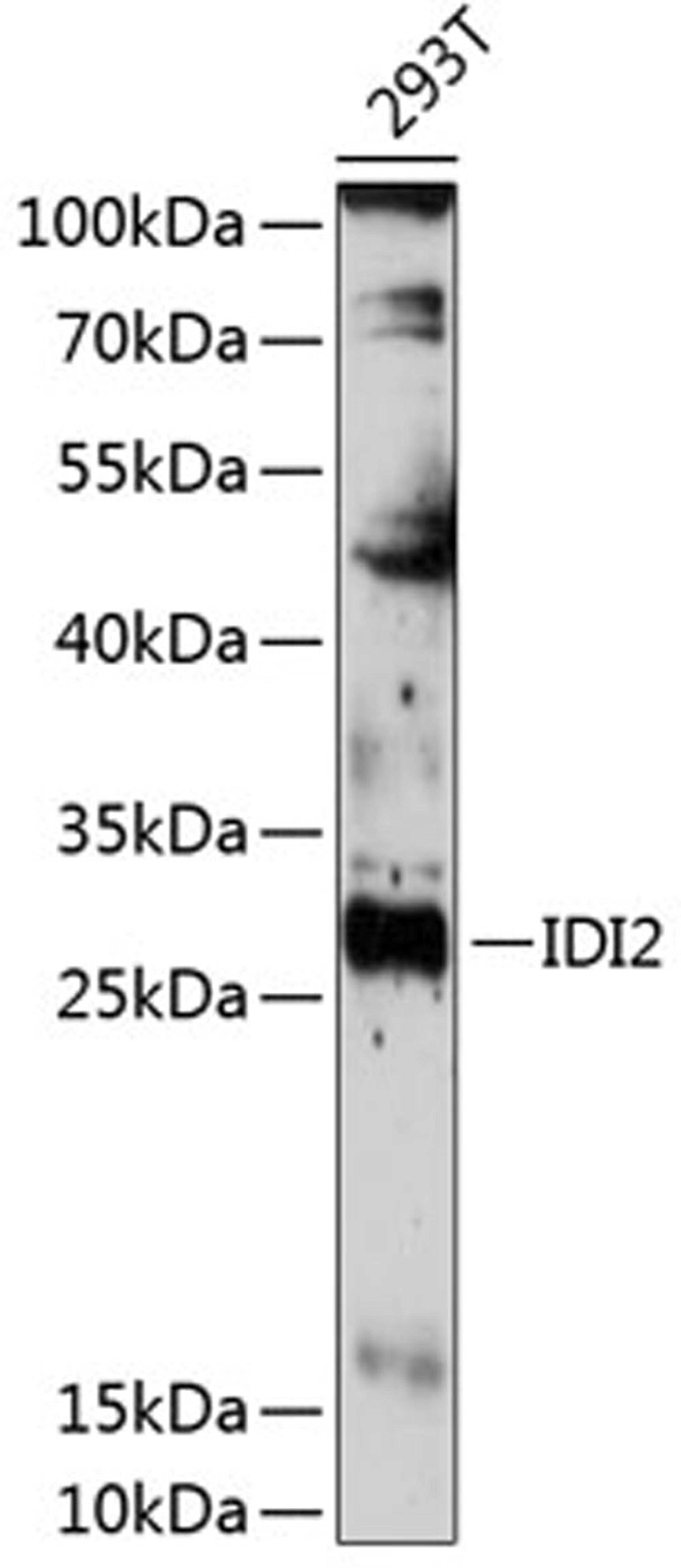 Western blot - IDI2 antibody (A14434)