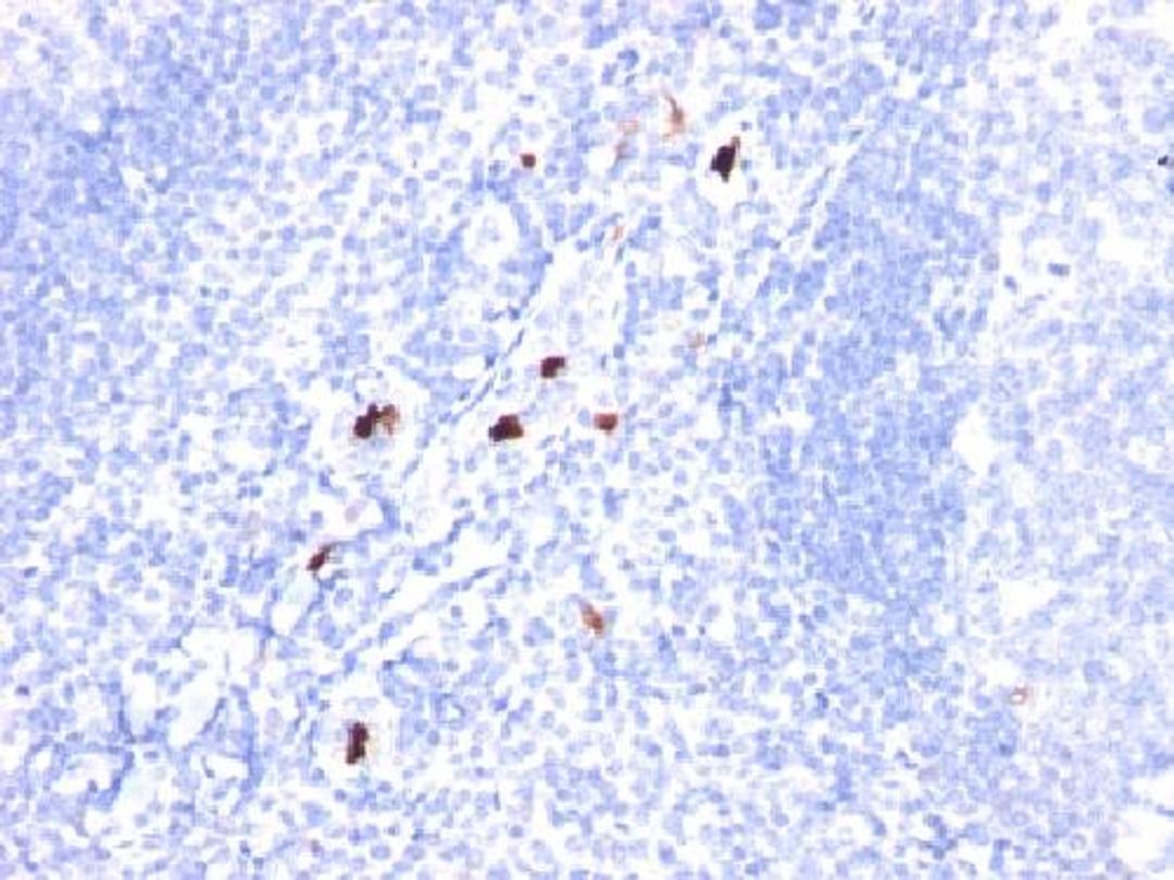 Immunohistochemical staining of human Tonsil tissue using Myeloid Cell Marker antibody