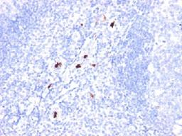 Immunohistochemical staining of human Tonsil tissue using Myeloid Cell Marker antibody