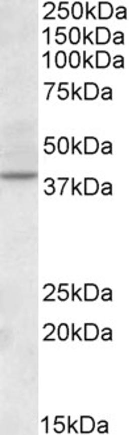 46-980 (2ug/ml) staining of Human Kidney lysate (35ug protein in RIPA buffer). Primary incubation was 1 hour. Detected by chemiluminescence.hour. Detected by chemiluminescence.