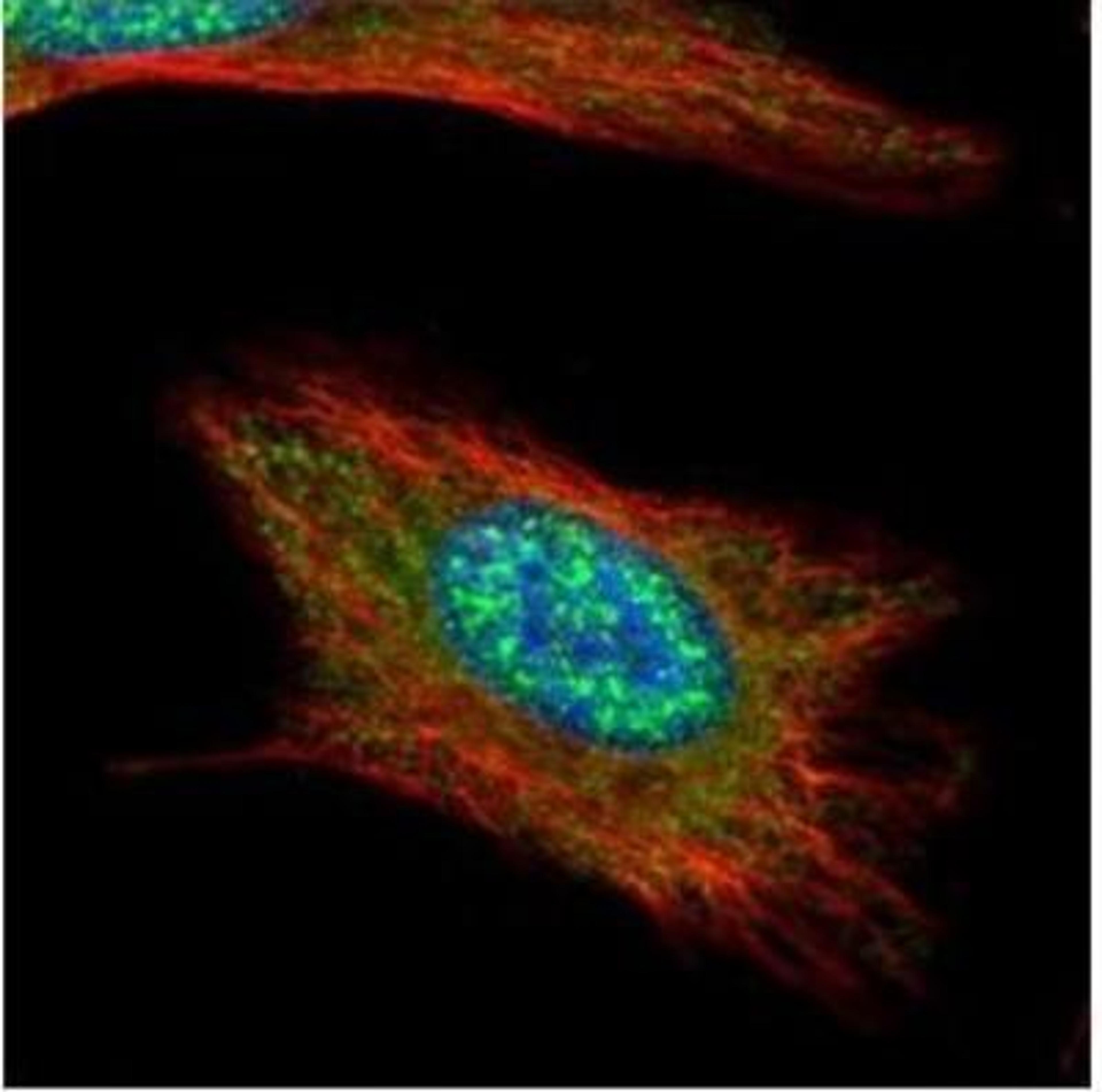 Immunocytochemistry/Immunofluorescence: Anillin Antibody [NBP1-31060] - Analysis of methanol-fixed HeLa, using Anillin antibody (Green) at 1:500 dilution. Alpha-tubulin filaments were labeled with an alpha Tubulin antibody (Red) at 1:2000.