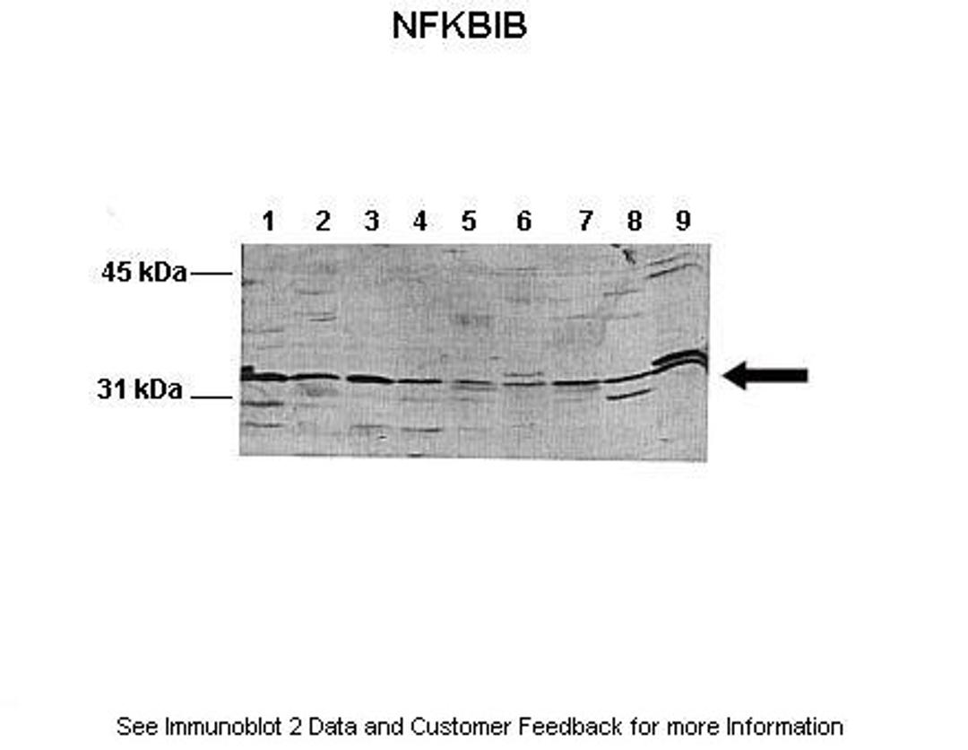 Antibody used in WB on Mouse, HeLa at: 1:500 (Lane 1: 100ug mouse liver lysate ,Lane 2: 100ug mouse brain lysate ,Lane 3: 100ug mouse heart lysate ,Lane 4: 100ug mouse kidney lysate ,Lane 5: 100ug mouse lung lysate ,Lane 6: 100ug mouse thymus lysate ,Lane