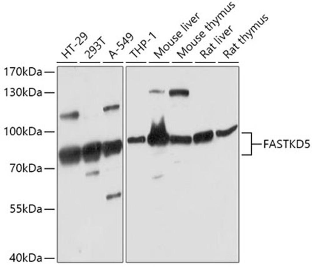 Western blot - FASTKD5 antibody (A17747)