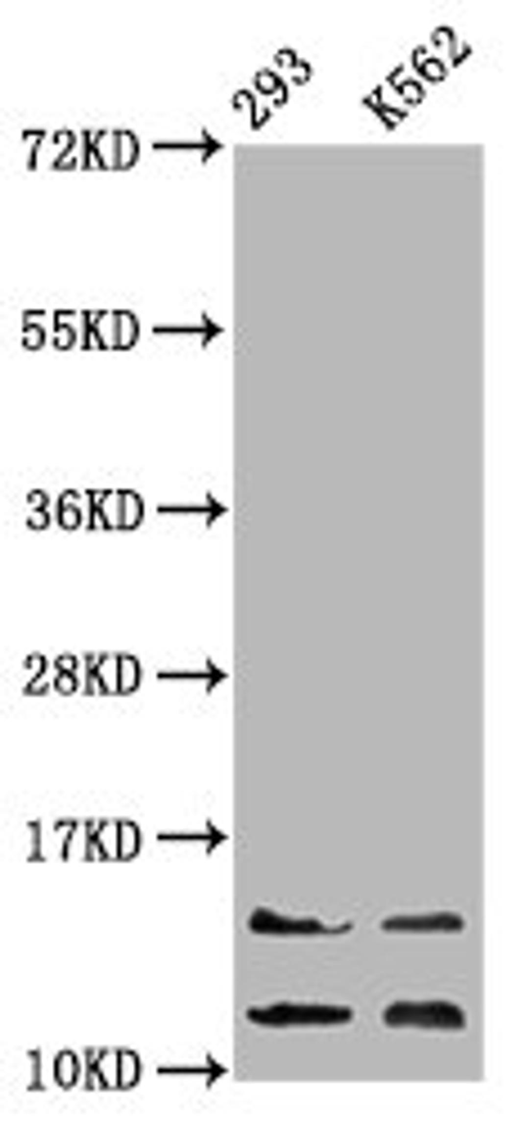 Western Blot. Positive WB detected in: 293 whole cell lysate, K562 whole cell lysate. All lanes: HIST1H4A antibody at 0.86µg/ml. Secondary. Goat polyclonal to rabbit IgG at 1/50000 dilution. Predicted band size: 12 kDa. Observed band size: 12, 14 kDa