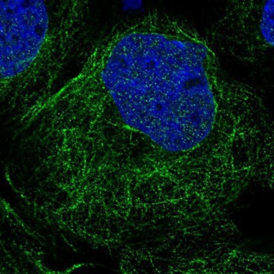 Immunocytochemistry/Immunofluorescence: TXNDC3 Antibody [NBP1-85616] - Staining of human cell line A-431 shows positivity in cytoskeleton (microtubules).