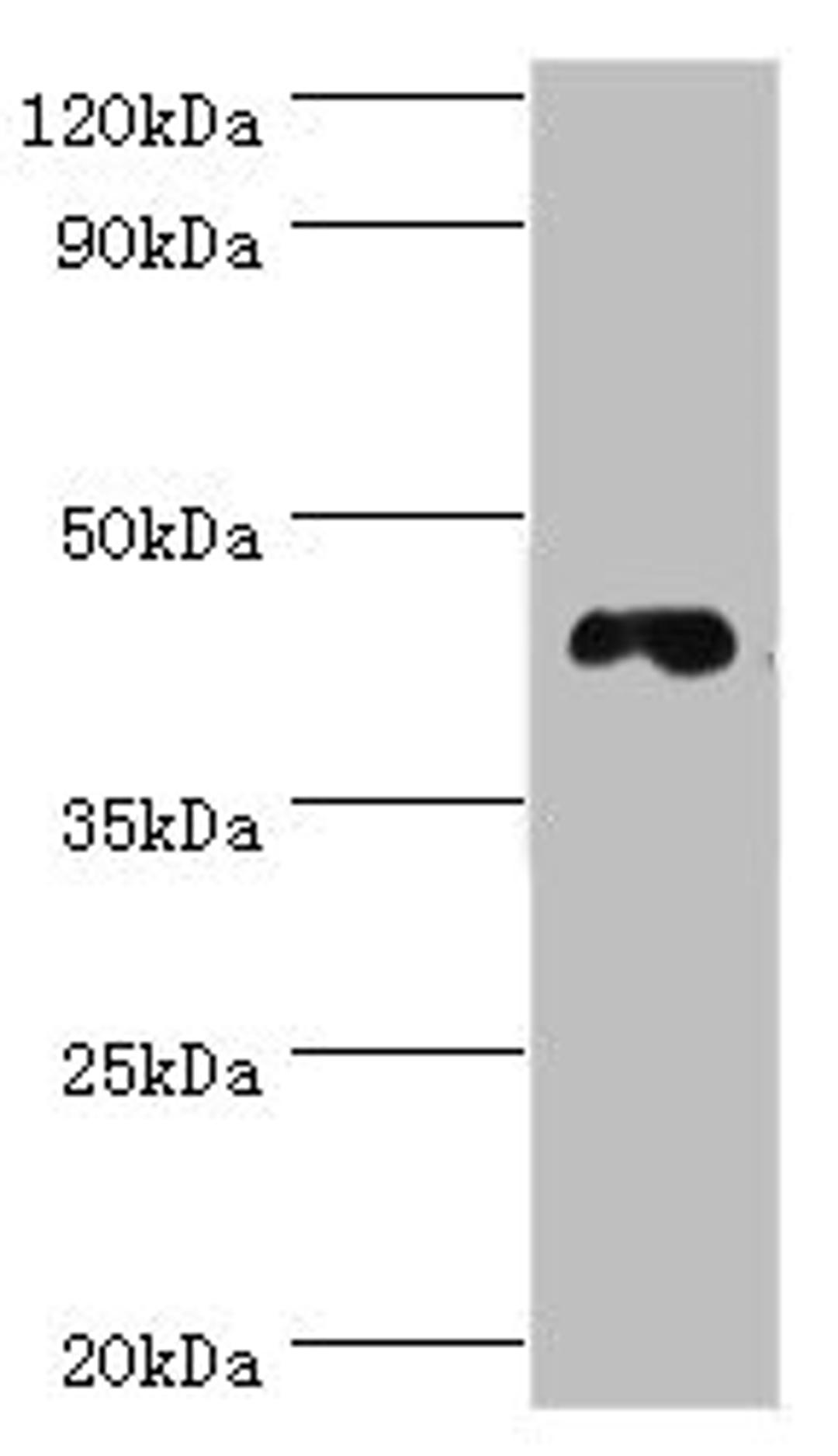Western blot. All lanes: DRD3 antibody at 6ug/ml + HepG2 whole cell lysate. Secondary. Goat polyclonal to rabbit IgG at 1/10000 dilution. Predicted band size: 45, 41 kDa. Observed band size: 45 kDa. 