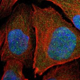 Immunocytochemistry/Immunofluorescence: POLR3K Antibody [NBP1-80815] - staining of human cell line U-2 OS shows positivity in nucleus & cytoplasm.