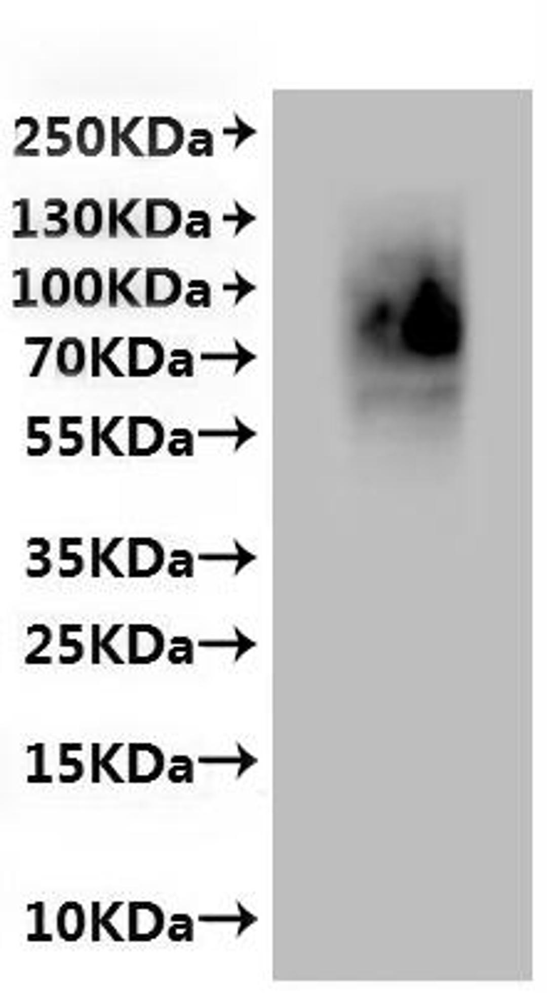 CSB-MP773890MO is detected by Mouse anti-6*His monoclonal antibody.