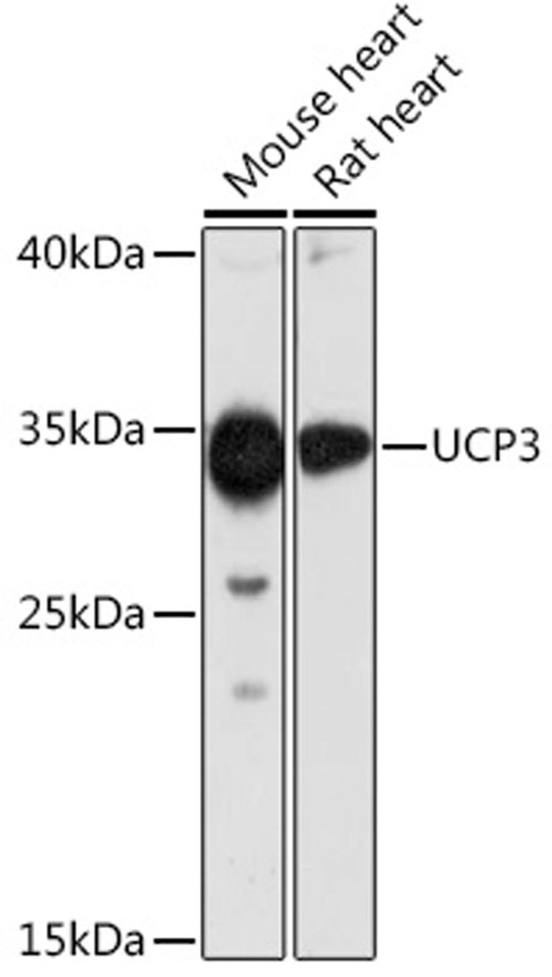 Western blot - UCP3 Rabbit pAb (A16996)