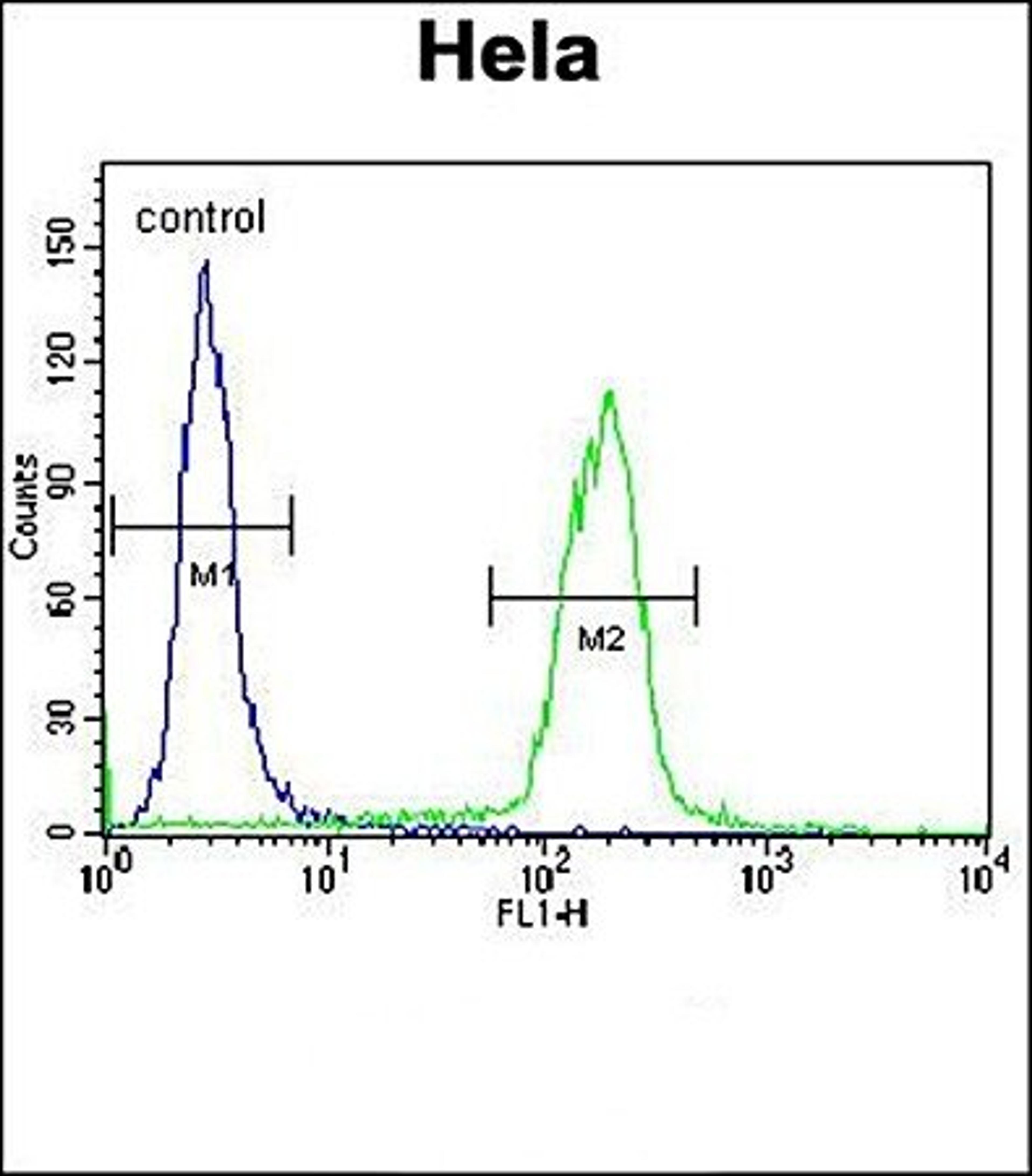 Flow cytometric analysis of Hela cells lysates using B2M antibody