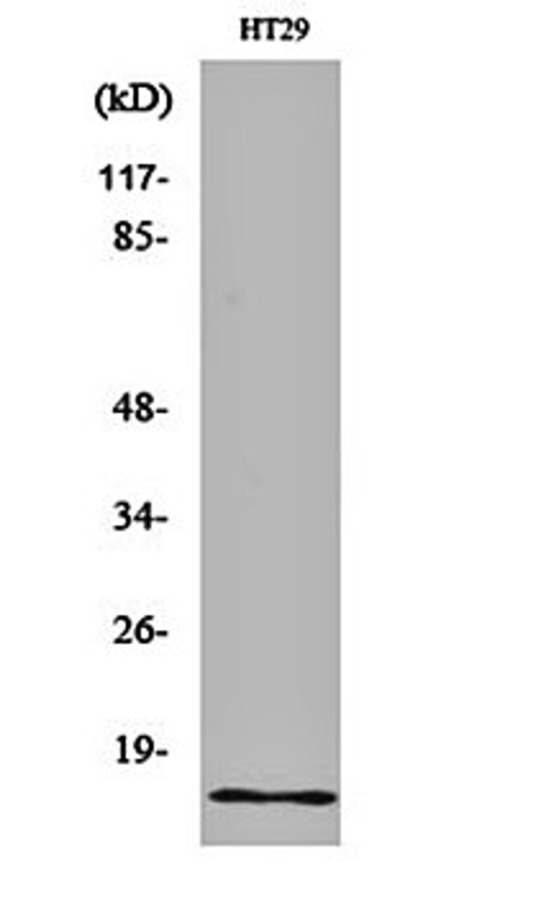 Western blot analysis of HT29 cell lysates using INSL4 antibody