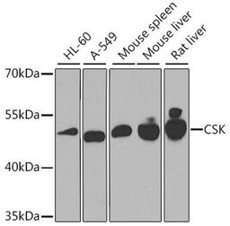 Western blot - CSK antibody (A0735)