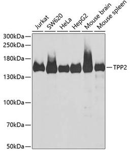 Western blot - TPP2 antibody (A6421)