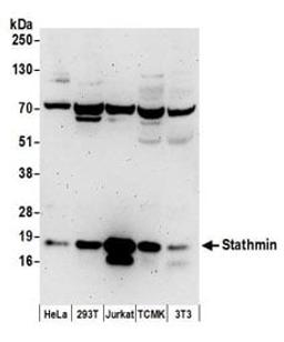 Detection of human and mouse Stathmin by western blot.