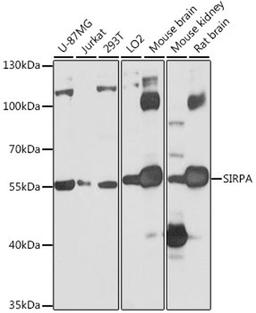 Western blot - SIRPA antibody (A9001)