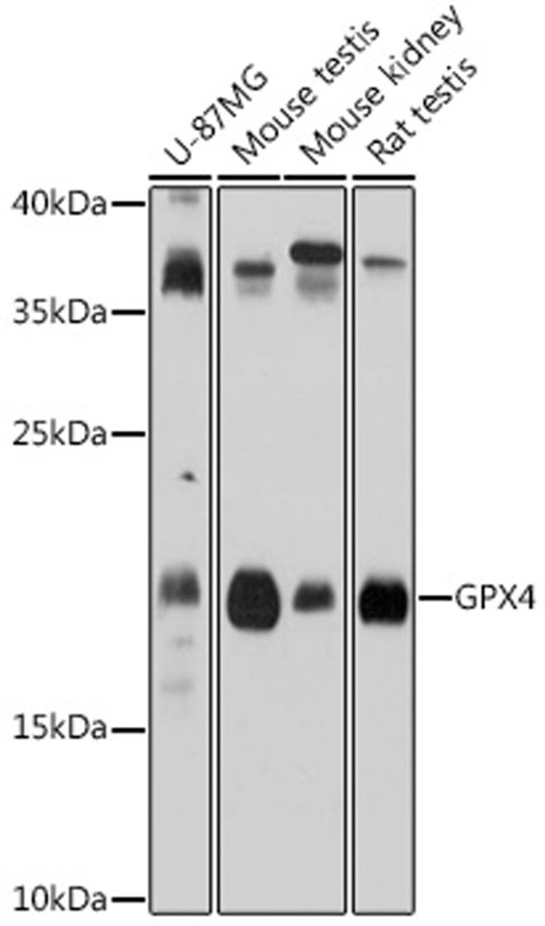 Western blot - GPX4 antibody (A1933)