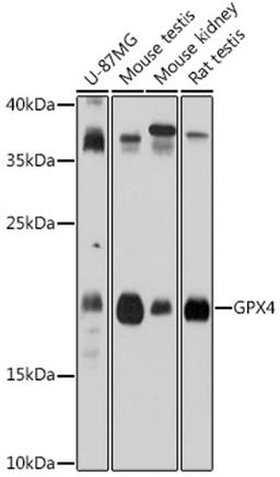 Western blot - GPX4 antibody (A1933)