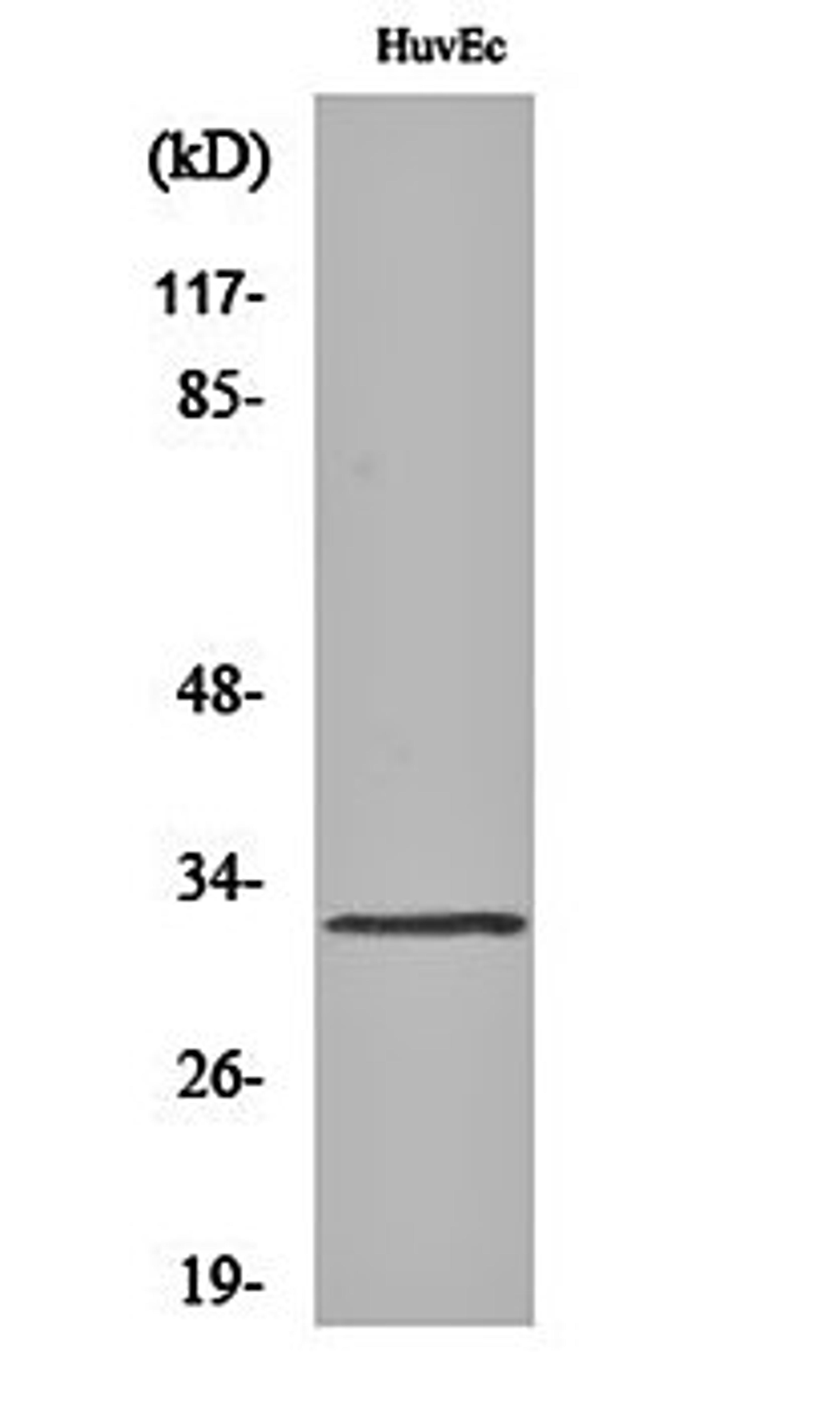 Western blot analysis of HuvEc cell lysates using MRGG antibody