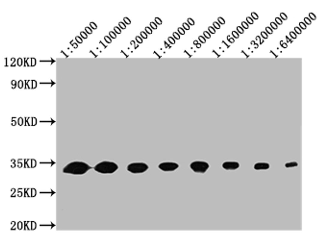 Western Blot. Positive WB detected in: 50ng recombinant protein.  All lanes: GFP antibody at 1:50000, 1:100000, 1:200000, 1:400000, 1:800000, 1:1600000, 1:3200000, 1:6400000. Secondary. Goat polyclonal to mouse IgG at 1/50000 dilution. Predicted band size: 32 KDa. Observed band size: 32 KDa. Exposure time：5min