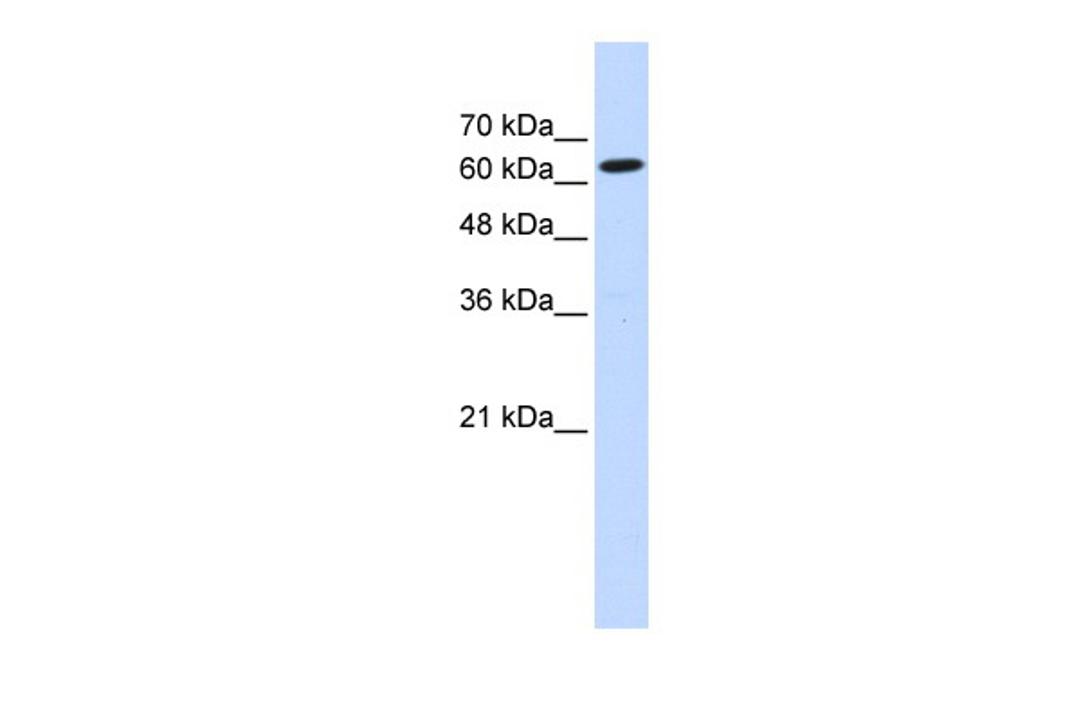 Antibody used in WB on Transfected 293T at 0.2-1 ug/ml.