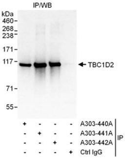 Detection of human TBC1D2 by western blot of immunoprecipitates.