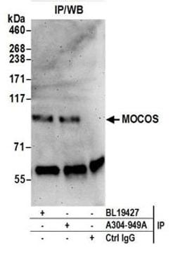 Detection of human MOCOS by western blot of immunoprecipitates.