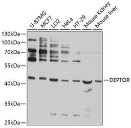 Western blot - DEPTOR antibody (A9447)