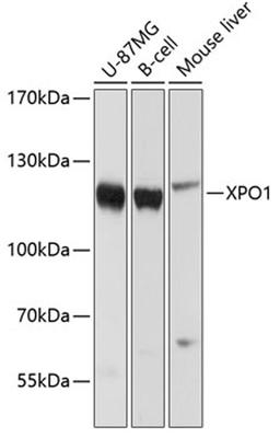 Western blot - XPO1 antibody (A0299)