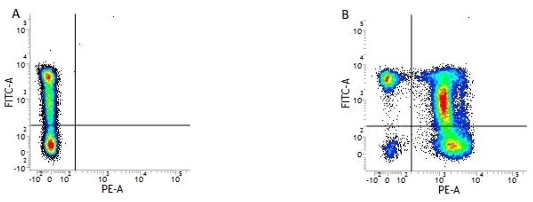 Figure A.mouse anti human CD45RA. Figure B. mouse anti human CD45RA and mouse anti human CD2. 