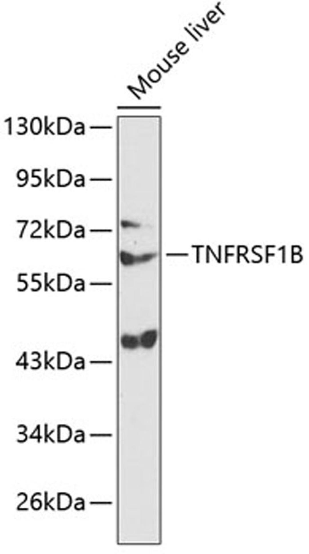 Western blot - TNFRSF1B antibody (A13556)