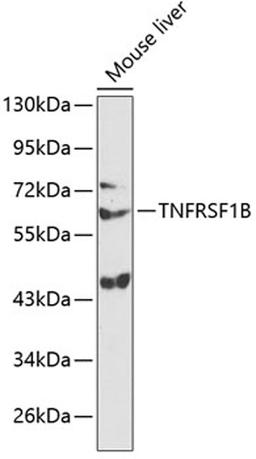 Western blot - TNFRSF1B antibody (A13556)