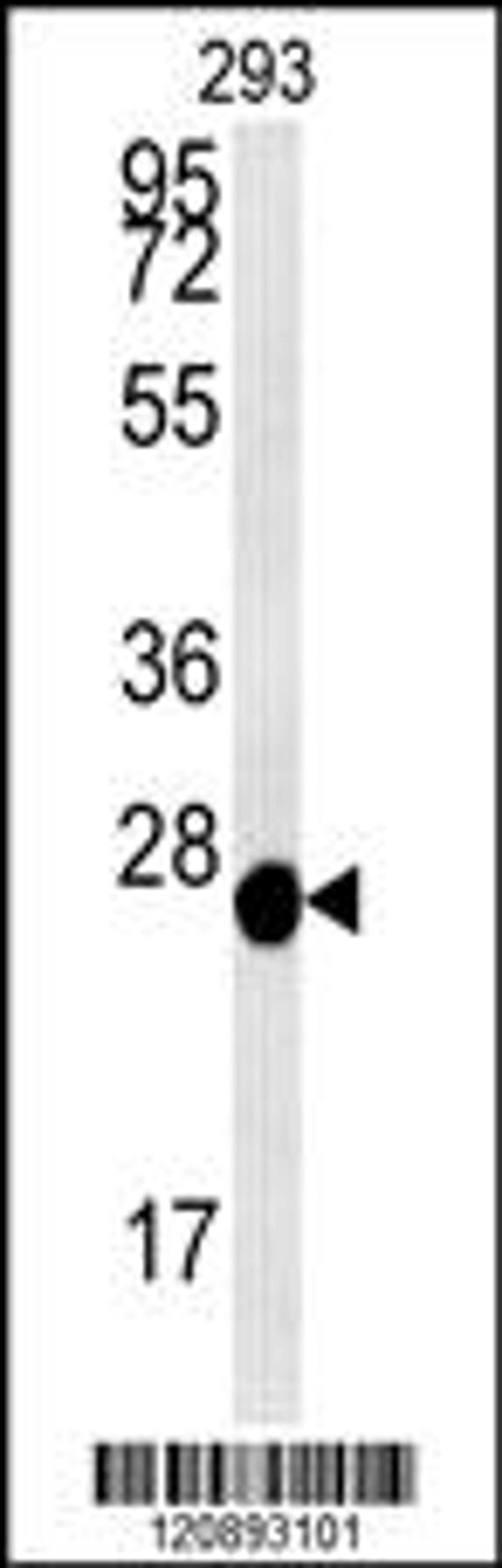 Western blot analysis in 293 cell line lysates (35ug/lane).