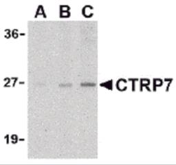 Western blot analysis of CTRP7 in 3T3 cell lysate with CTRP7 antibody at (A) 1, (B) 2, and (C) 4 &#956;g/mL.