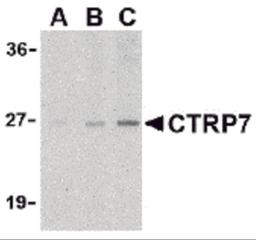 Western blot analysis of CTRP7 in 3T3 cell lysate with CTRP7 antibody at (A) 1, (B) 2, and (C) 4 μg/mL.