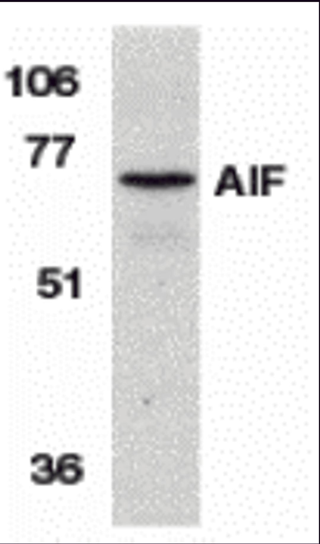 Western blot analysis of AIF in K562 cell lysate with AIF antibody at 1 μg/mL.