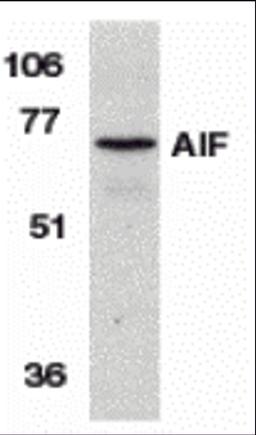 Western blot analysis of AIF in K562 cell lysate with AIF antibody at 1 μg/mL.