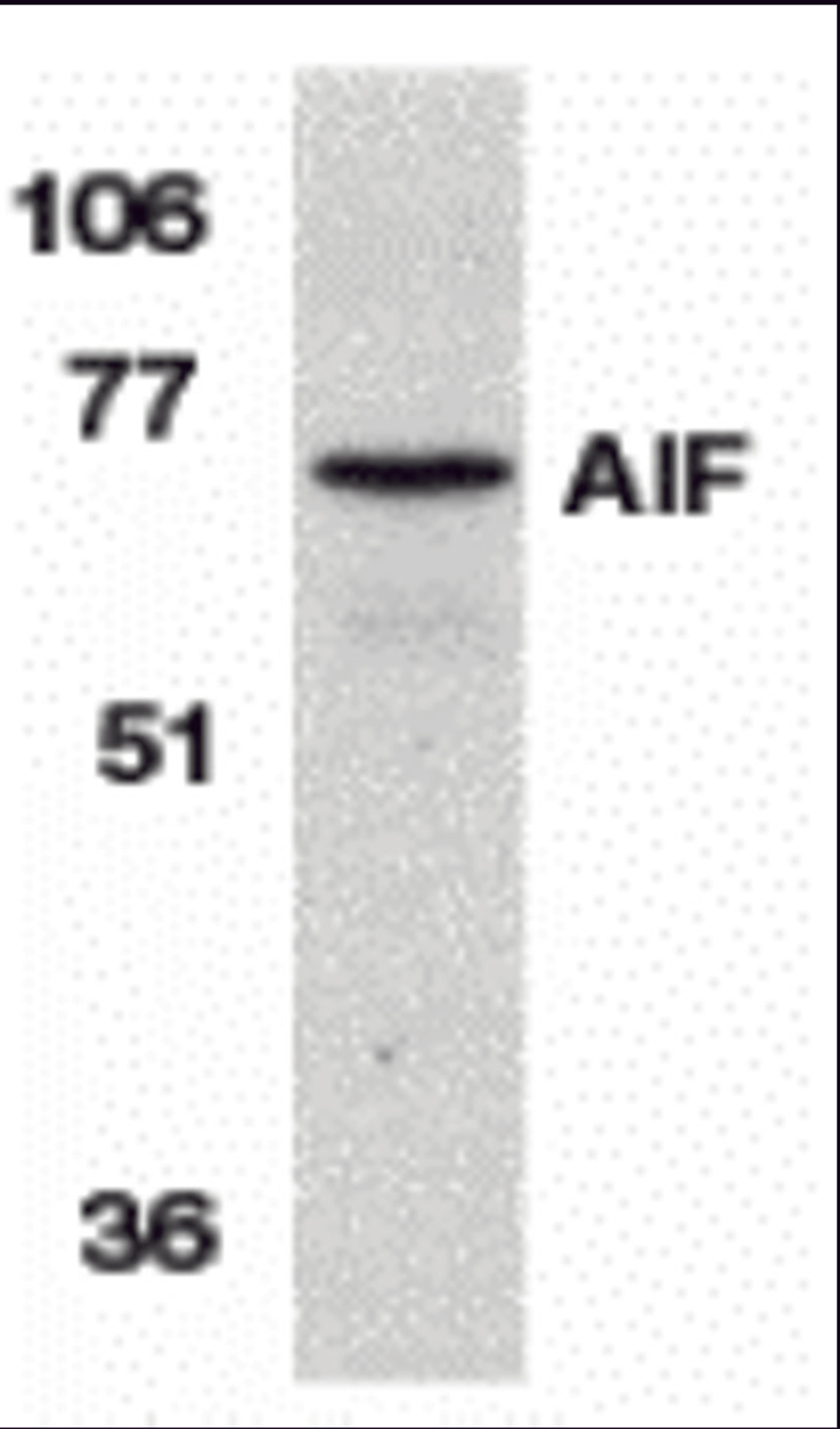 Western blot analysis of AIF in K562 cell lysate with AIF antibody at 1 μg/mL.