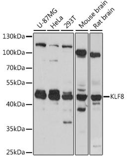 Western blot - KLF8 antibody (A16321)