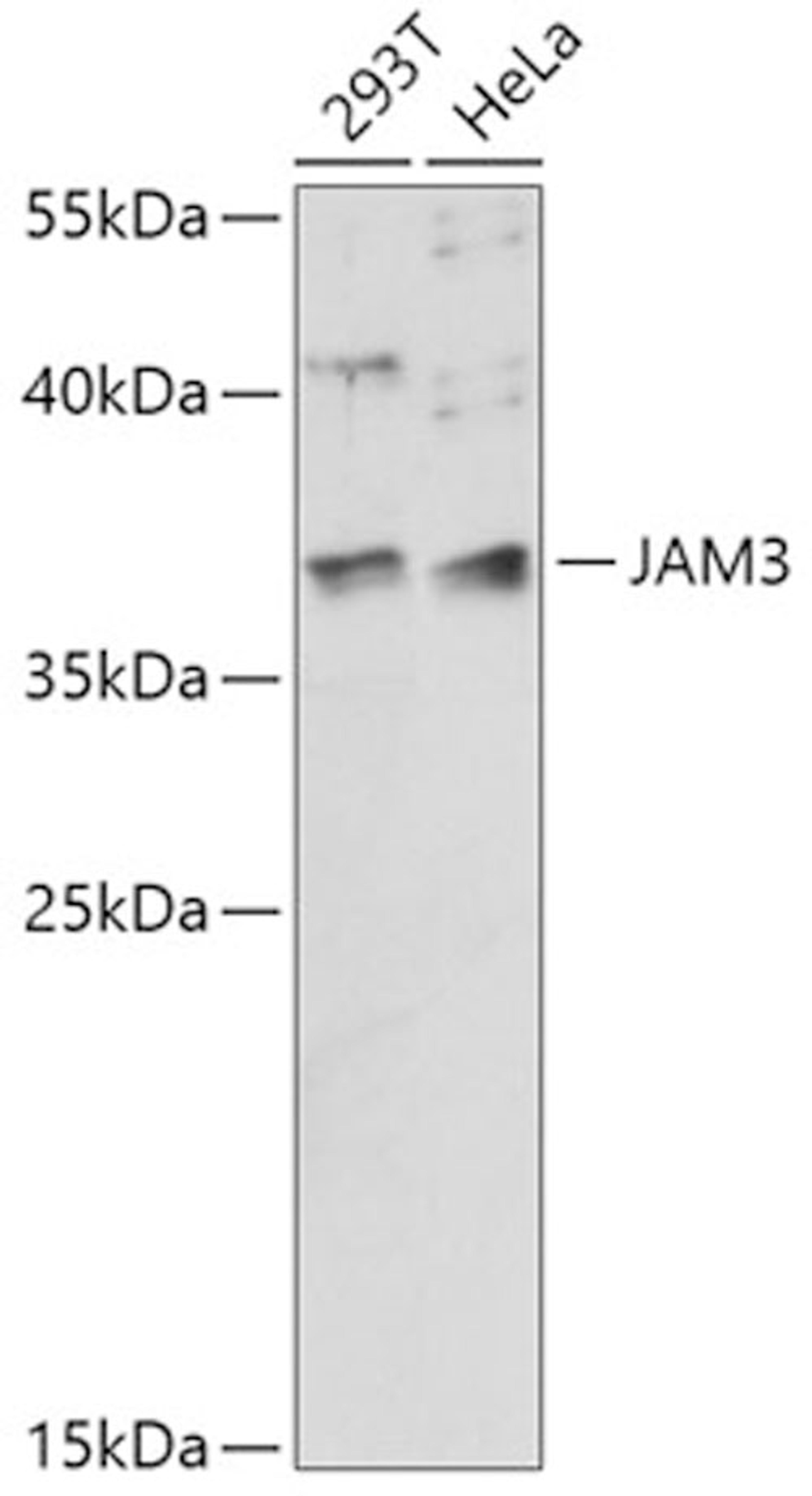 Western blot - JAM3 antibody (A14942)