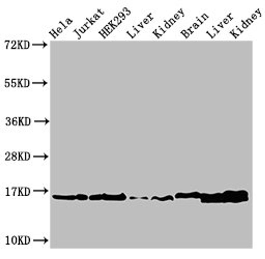 Western Blot. Positive WB detected in: Hela cell acid extracts, Jurkat cell acid extracts, HEK293 cell acid extracts, Rat liver tissue, Rat kidney tissue, Mouse brain tissue, Mouse liver tissue, Mouse kidney tissue. All lanes: HIST1H3A antibody at 1.5µg/ml. Secondary. Goat polyclonal to rabbit IgG at 1/50000 dilution. Predicted band size: 16 kDa. Observed band size: 16 kDa