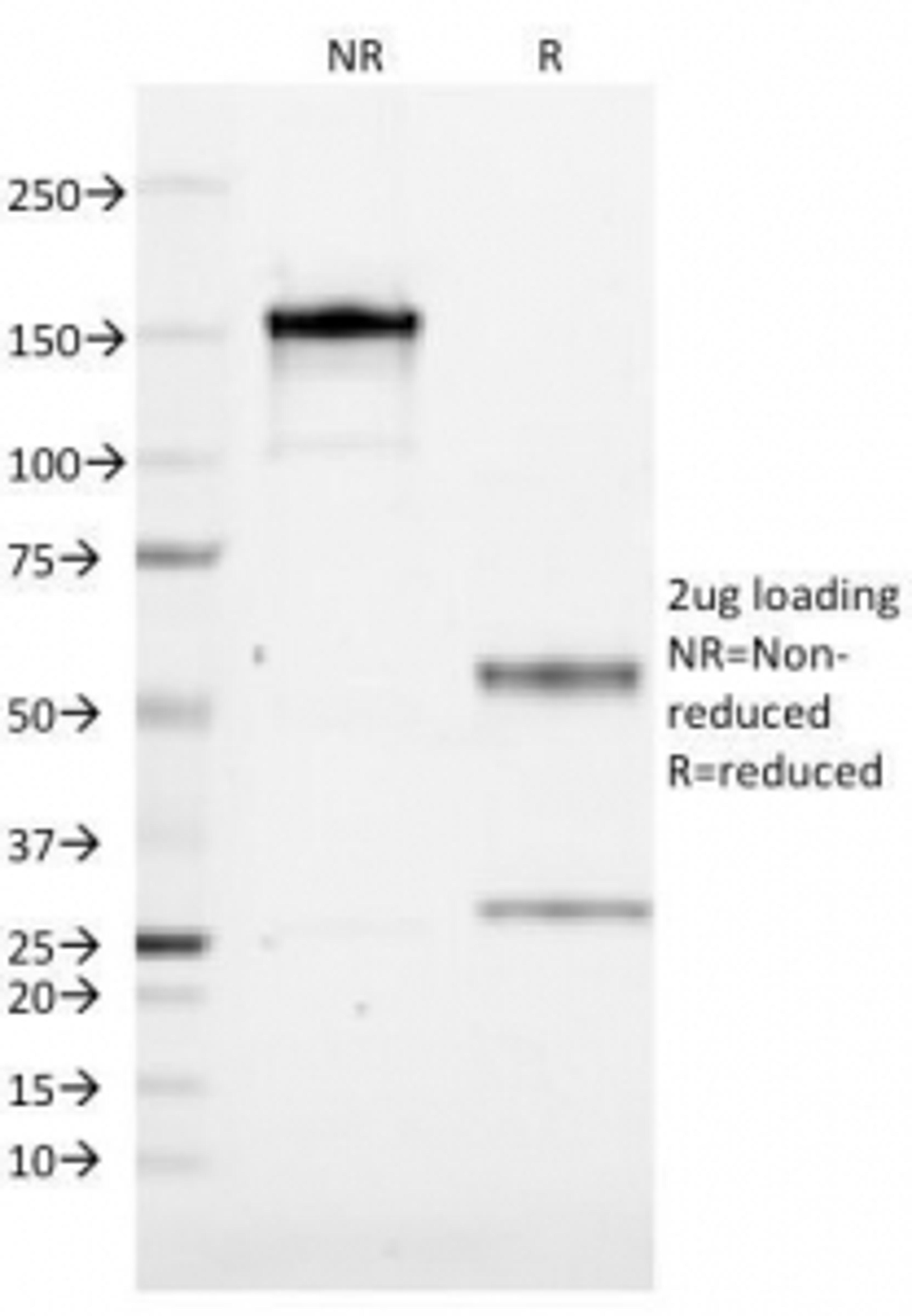 SDS-PAGE Analysis of Purified, BSA-Free CD19 Antibody (clone CVID3/155). Confirmation of Integrity and Purity of the Antibody.