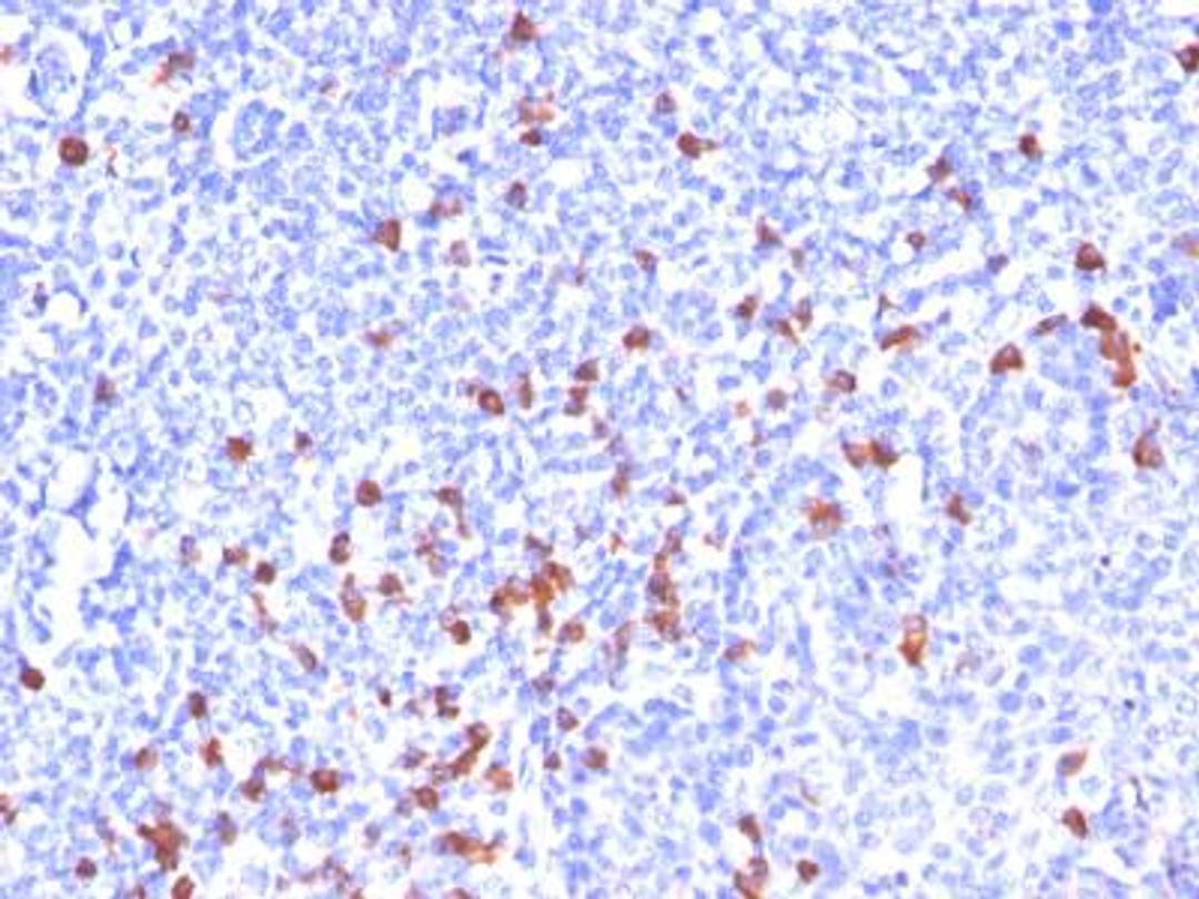 Immunohistochemistry-Paraffin: IgG Antibody (IG266) [NBP2-34250] - Formalin-paraffin human tonsil stained with IgG MAb (IG266)