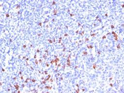 Immunohistochemistry-Paraffin: IgG Antibody (IG266) [NBP2-34250] - Formalin-paraffin human tonsil stained with IgG MAb (IG266)