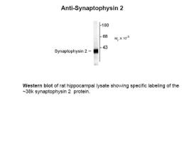 Western blot of rat hippocampal lysate showing specific labeling of the ~38k synaptophysin 2 protein.